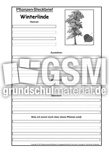 Pflanzensteckbrief-Winterlinde-SW.pdf